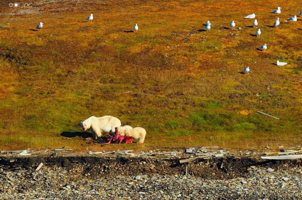 Isbjørnbinna og de to ungene da de forsynte seg av et reinkadaver ved Revneset i forrige uke. Bjørnene ligger nå i Todalen, og Sysselmannen skal mandag forsøke å jage dem videre innover dalen.