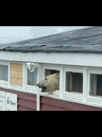 En isbjørn brøt seg inn på Isfjord Radio natt til søndag.