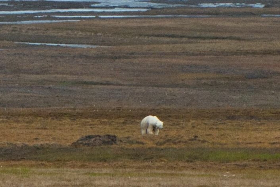 Binna, her avbildet for tre dager siden, har kommet tilbake til bynære områder, og befinner seg nederst i Todalen. Binna, her avbildet for tre dager siden, har kommet tilbake til bynære områder, og befinner seg nederst i Todalen.