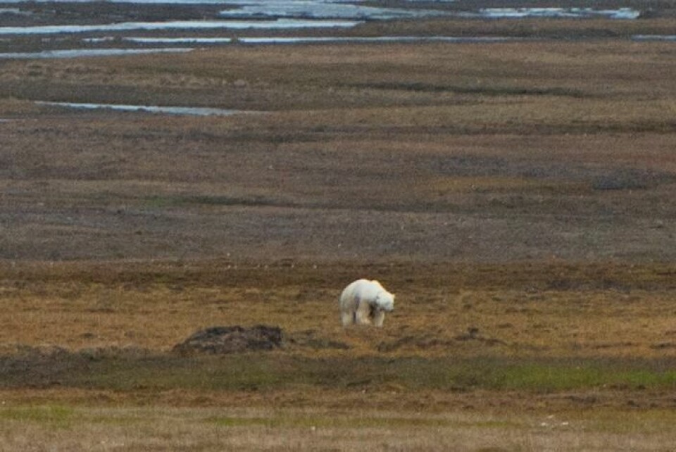 Binna, her avbildet for tre dager siden, har kommet tilbake til bynære områder, og befinner seg nederst i Todalen. Binna, her avbildet for tre dager siden, har kommet tilbake til bynære områder, og befinner seg nederst i Todalen.