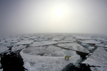 <strong class="nf-o-text--strong">PÅ TYNN IS:</strong> Havisen i Polhavet smelter i et urovekkende høyt tempo. Allerede om åtte år kan sommerhavisen være borte, om klimaendringene ikke avtar i styrke. Når havisen smelter, mister isavhengige arter, som isbjørn, viktige leveområder. Denne bjørnen ble fotografert under N-ICE2015-ekspedisjonen.
