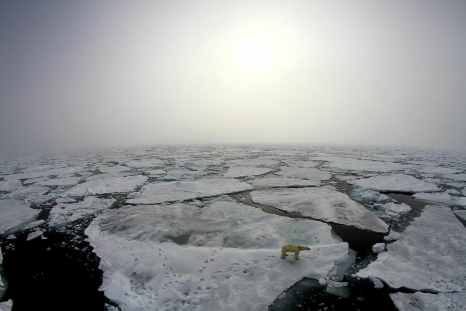 PÅ TYNN IS: Havisen i Polhavet smelter i et urovekkende høyt tempo. Allerede om åtte år kan sommerhavisen være borte, om klimaendringene ikke avtar i styrke. Når havisen smelter, mister isavhengige arter, som isbjørn, viktige leveområder. Denne bjørnen ble fotografert under N-ICE2015-ekspedisjonen.