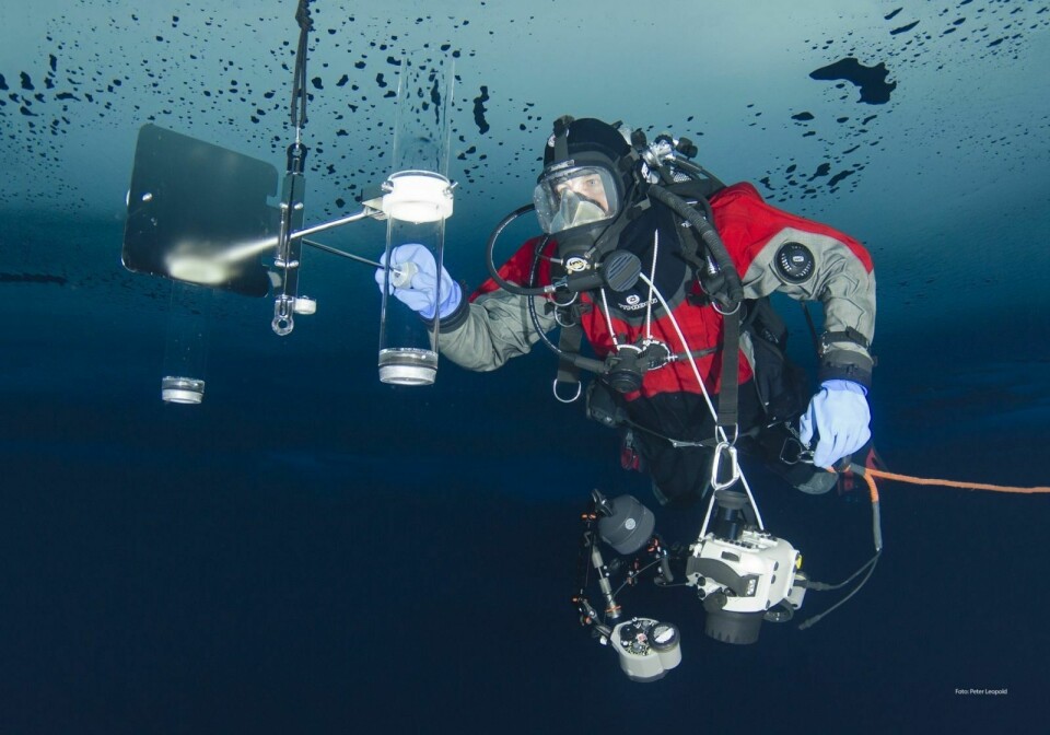 UNDER ISEN: En dykker monterer sedimentfelle under isen der Lance befant seg. Fellen brukes til å samle inn prøver av partikler som faller mot havbunnen.