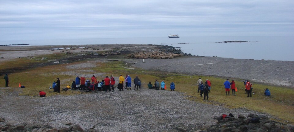 Her får hvalross på Lågøya turistbesøk.