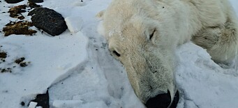 Isbjørn tatt av snøskred