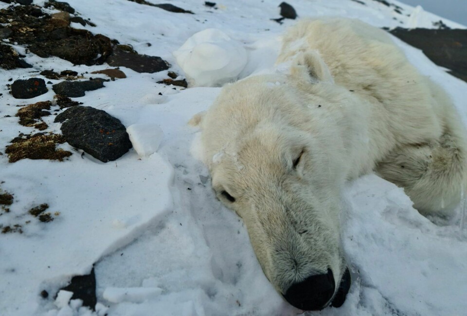 Frosne:  Isbjørn N26009 ble for første gang fanget i 2010. Sammen med ettårsungen ble hun i mars tatt av et skred i Mohnbukta.
