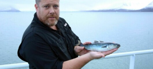 Saithe and fresh cod - from Svalbard?