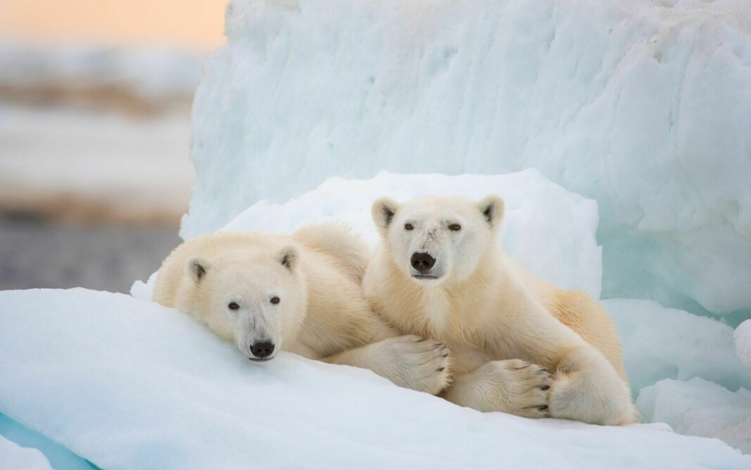 ISBJØRNFILM: Til lørdag vises PolarX og Disney Natures film «Polar Bear» på Kulturhuset. Jason Roberts i PolarX sier han ser frem til å få tilbakemeldinger om filmen fra Longyearbyens lokalbefolkning, uansett om det er skryt eller krass kritikk.