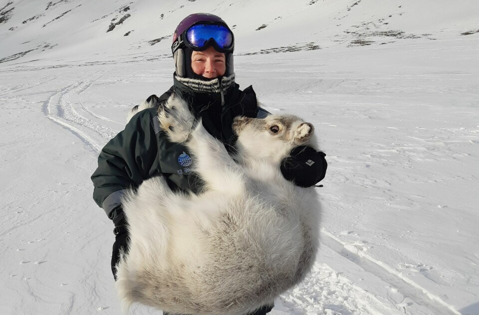 Sam Dwinnell forsker til sin Ph.d. på Svalbard, og temaet er reinsdyr og klimaendringer. Sam Dwinnell forsker til sin Ph.d. på Svalbard, og temaet er reinsdyr og klimaendringer.