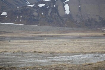 Her er isbjørnen på vei inn Adventdalen.