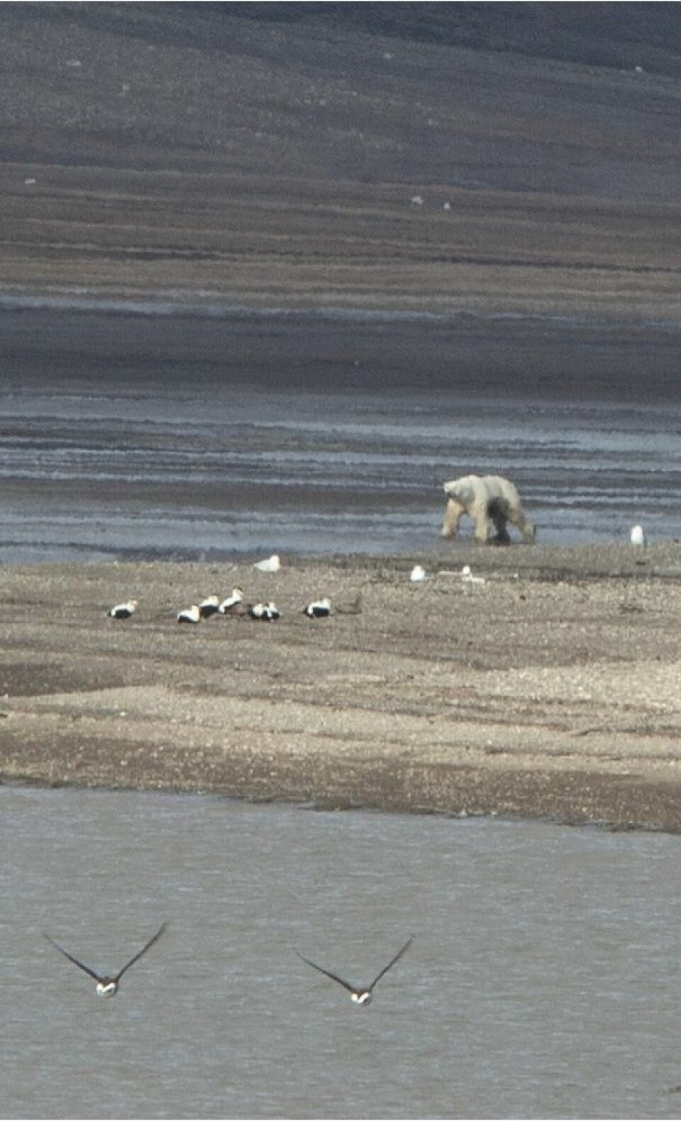 Isbjørn svømte mot byen, personer måtte evakueres