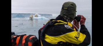 Jaget av svømmende isbjørn