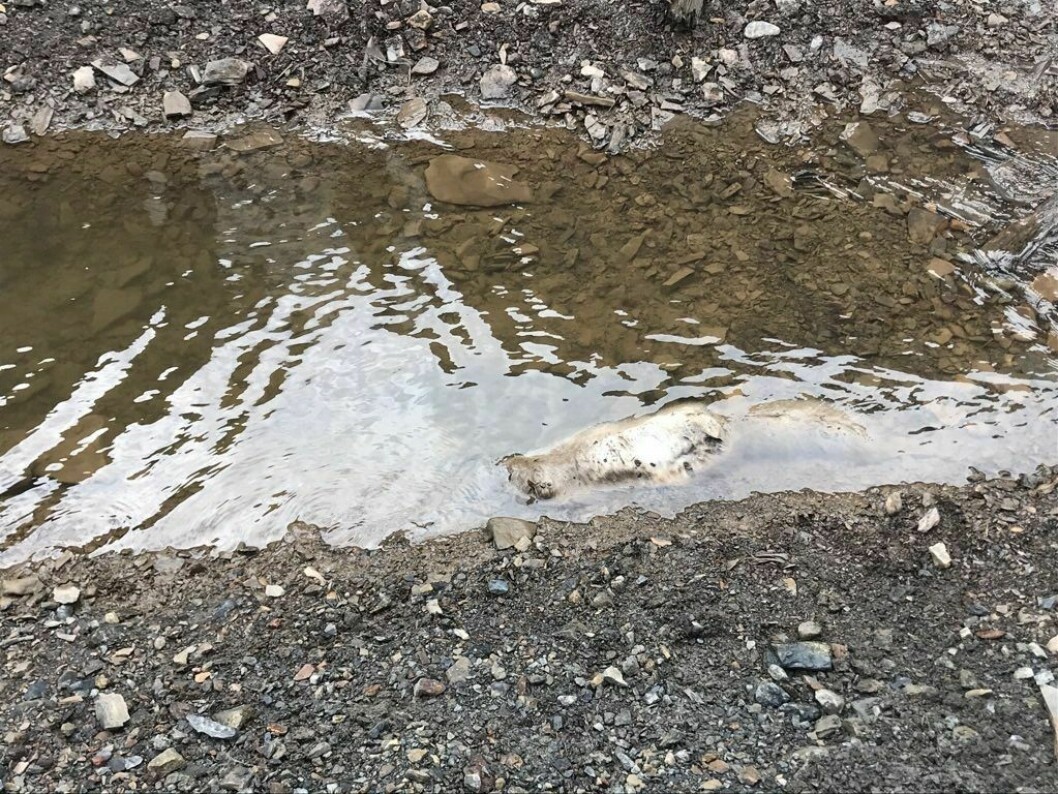 Reven lå under vann ved siden av veien.