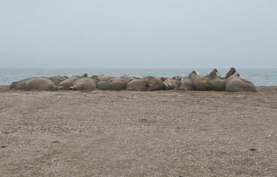Morten Jørgensen denies that his guests disturbed the walrus.