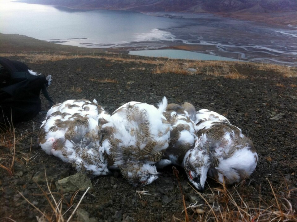 1.827 ryper ble felt under småviltjakta på Svalbard i 2015.