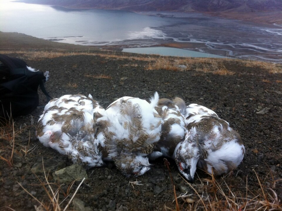 1.827 ryper ble felt under småviltjakta på Svalbard i 2015. 1.827 ryper ble felt under småviltjakta på Svalbard i 2015.
