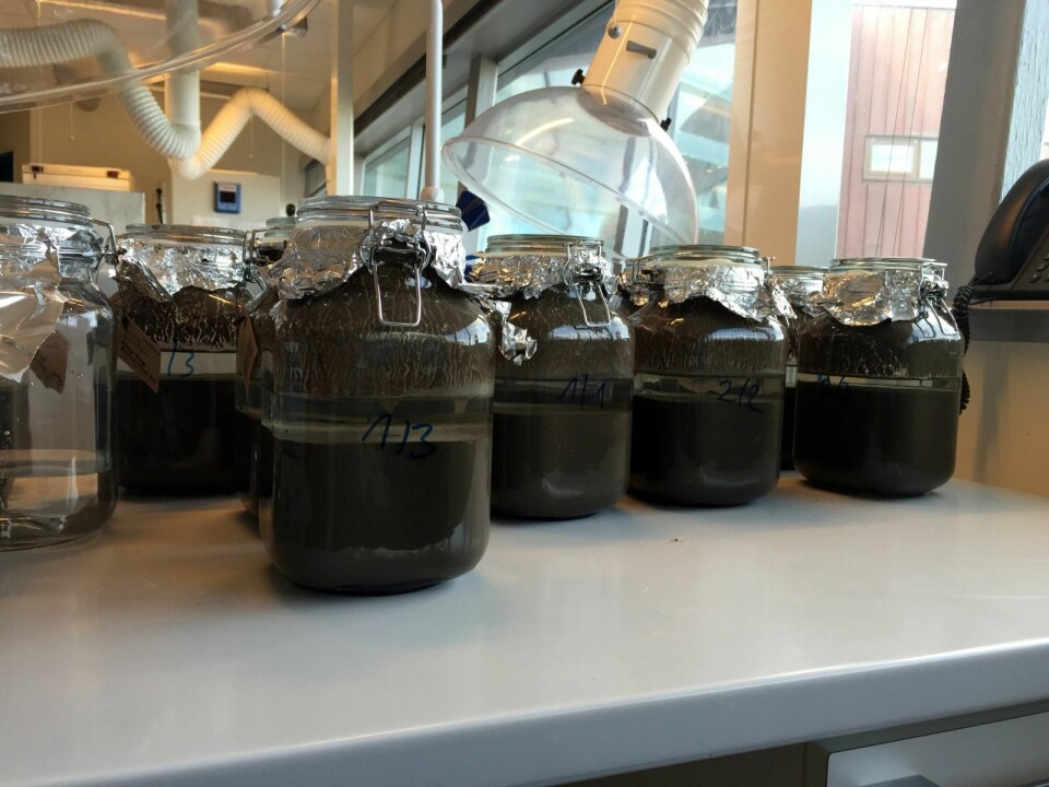 Sedimentprøver fra Adventfjorden. Sedimentprøver fra Adventfjorden.
