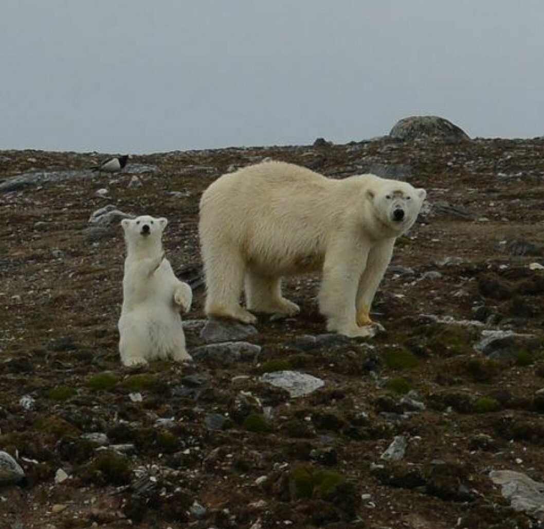 Isbjørnbinna er omtrent 14 år gammel, og hadde med seg en fotogen bjørnunge.