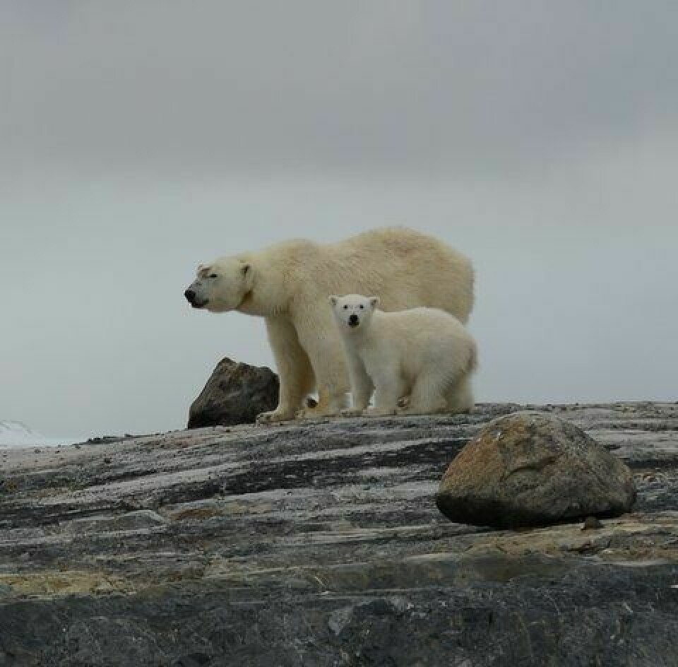 Desse isbjørnen har blitt observert i Kongsfjorden de siste ukene, men dette bildet stammer ikke fra turistfølget som forfulgte bjørnene.