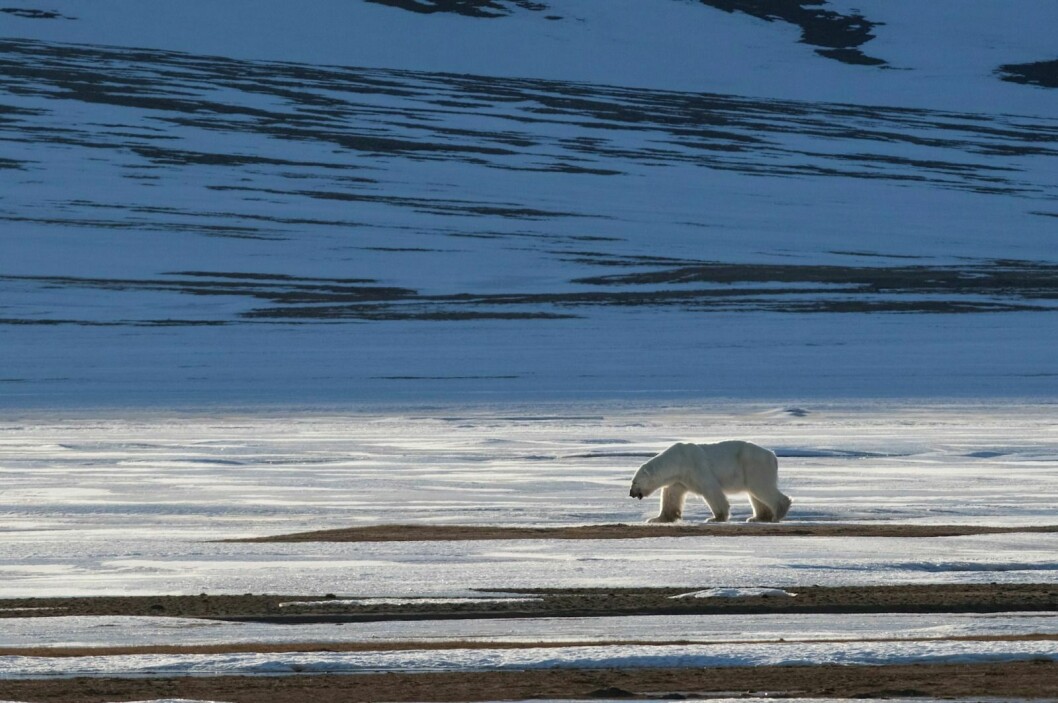 En isbjørn har besøkt Longyearbyen i morgentimene. Politiet har kontroll på bjørnen og prøver å få den utover mot Hiorthhamn.