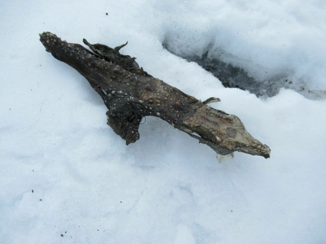 Dyreskrotten ble funnet hundre meter over havet, ved morenen til Protektorbreen i Trygghamna.