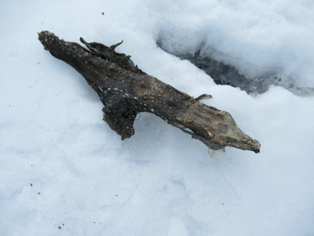 Dyreskrotten ble funnet hundre meter over havet, ved morenen til Protektorbreen i Trygghamna. Dyreskrotten ble funnet hundre meter over havet, ved morenen til Protektorbreen i Trygghamna.