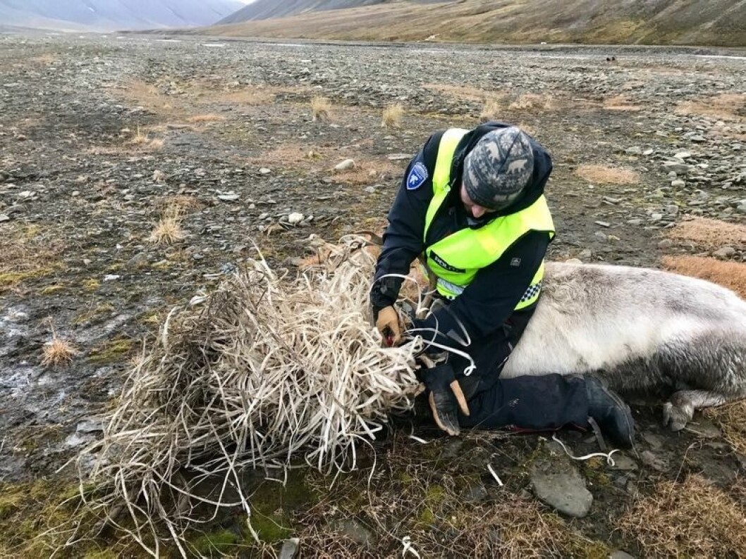 Sysselmannsførstebetjent Arnt Rennan tok grep og fikk løsnet reinsdyret som hadde satt seg fast. Sysselmannsførstebetjent Arnt Rennan tok grep og fikk løsnet reinsdyret som hadde satt seg fast.
