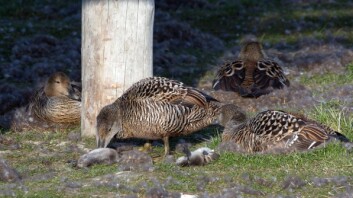 Til ingen nytte dytter en ærfuglmor forsiktig i en av ungene som polarreven har drept. Til ingen nytte dytter en ærfuglmor forsiktig i en av ungene som polarreven har drept.