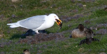 Flere polarmåker holder til ved ærfuglkolonien og spiser de drepte ærfuglungene og tilgjengelige egg når polarreven forlater kolonien. Flere polarmåker holder til ved ærfuglkolonien og spiser de drepte ærfuglungene og tilgjengelige egg når polarreven forlater kolonien.