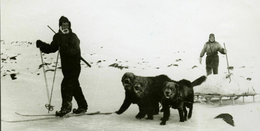 De fire mennene brukte newfoundlandshunder som trekkdyr da de overvintret på Halvmåneøya.