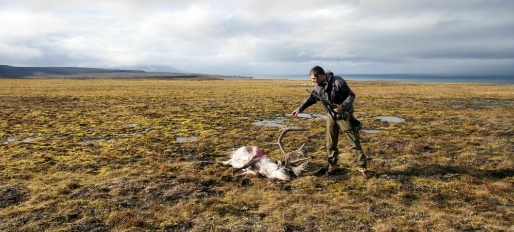 Hva er bærekraftig jakt og fangst på Svalbard i klimaendringenes  tidsalder?