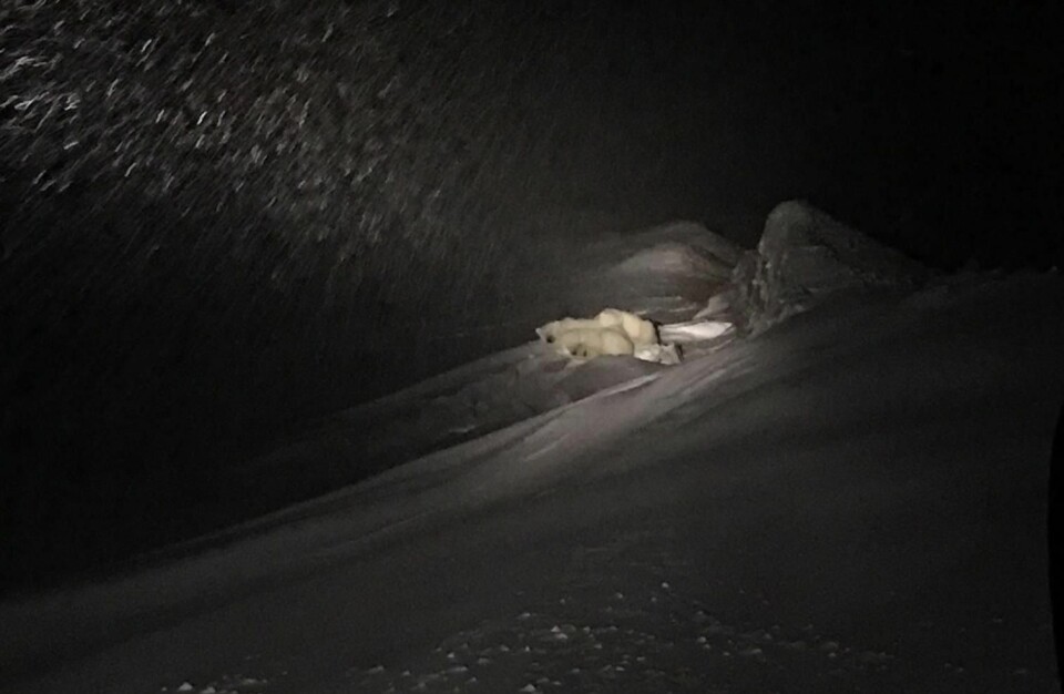 Isbjørnsbinna og de to ungene ligger i ro ved Gruve 7-fjellet i Adventdalen rett utenfor Longyearbyen.