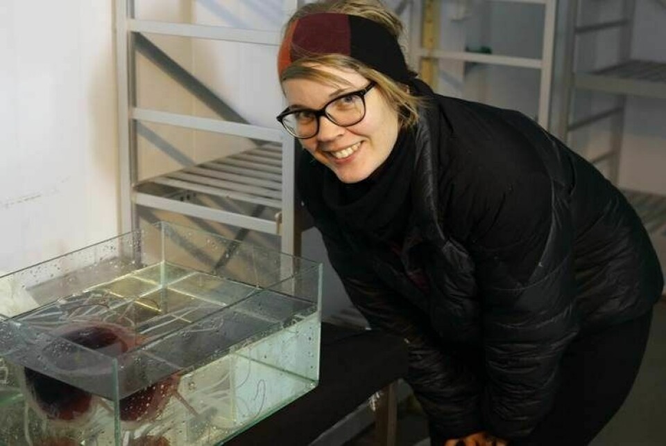 Sanna Majaneva (UiT og NTNU) var den første som observerte de to store manetene som kom inn i havnen i Ny-Ålesund. En havnet i akvarium for videre studier.