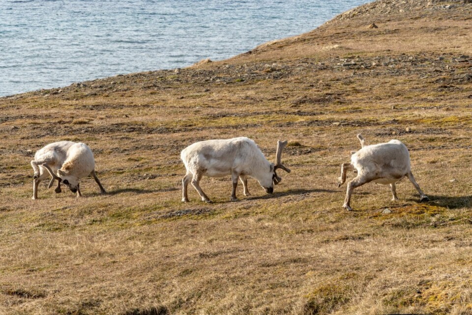 Sysselmannen har avlivet flere reinsdyr den siste stunden, for å følge opp tips om dyr med unormal adferd. Ingen av dyrene har så langt fått påvist rabies.