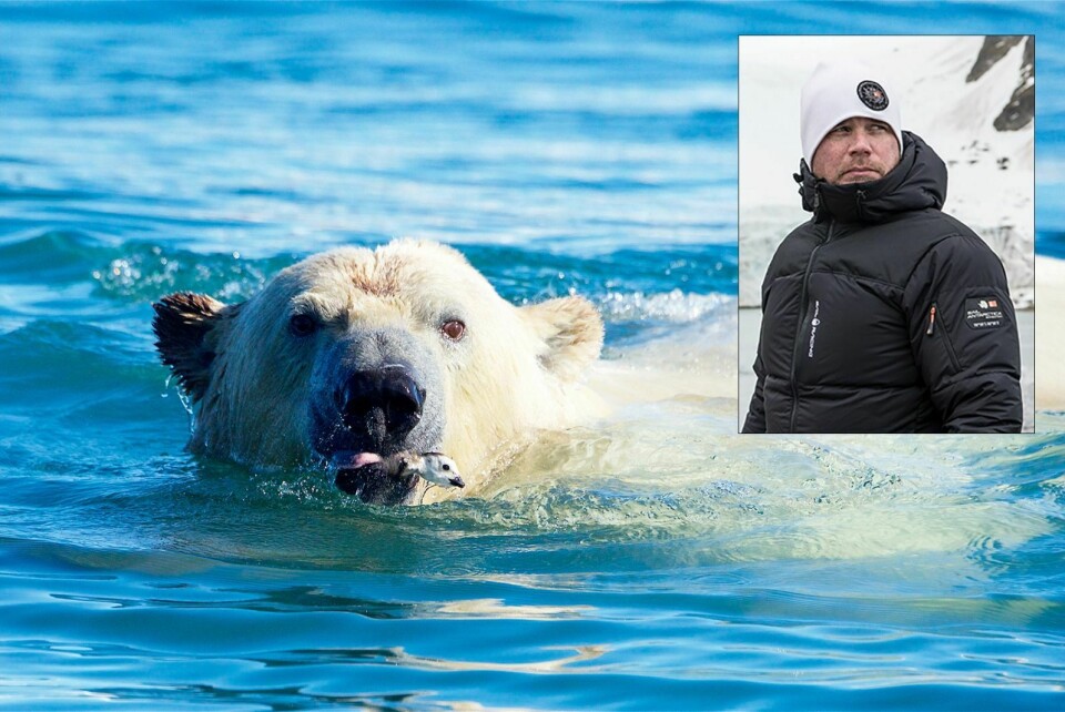 – Et veldig lite måltid for en voksen bjørn, sier Martin Enckell (innfelt) om fuglen som isbjørnen har i munnen.