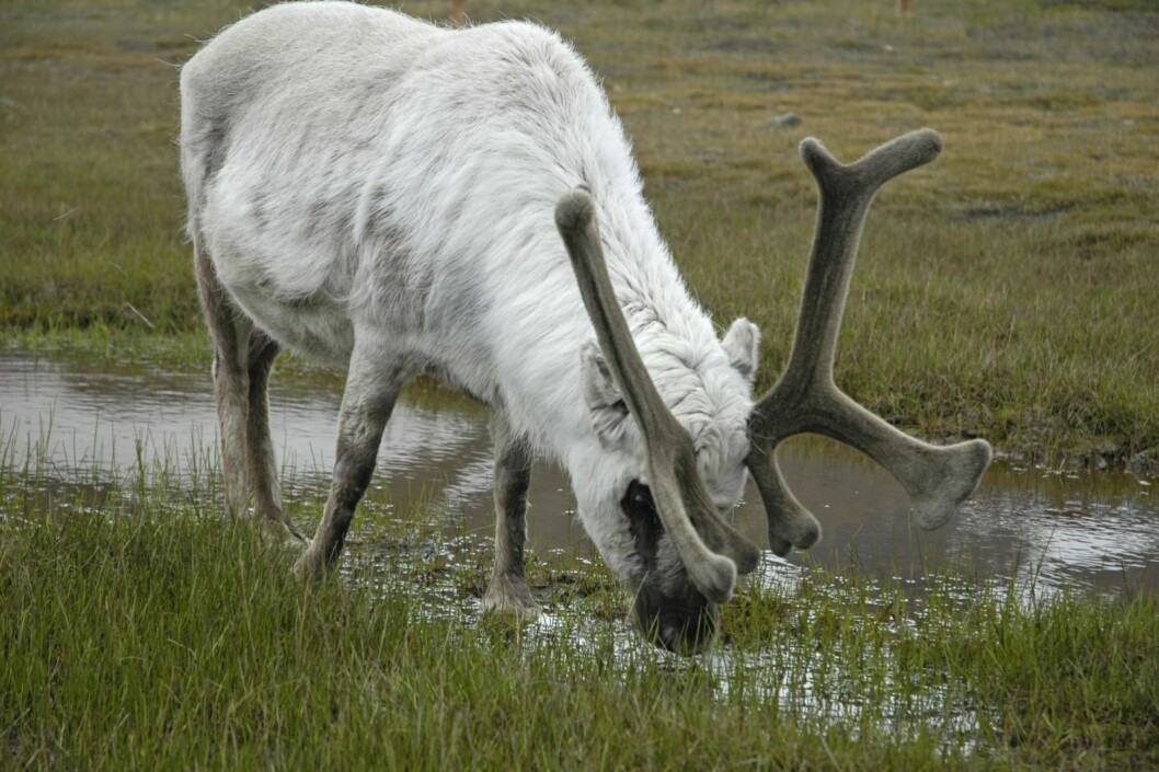 Det er irriterende for noen, men å felle en rein på Svalbard i år medfører at man må betale noen få kroner i moms. Det er irriterende for noen, men å felle en rein på Svalbard i år medfører at man må betale noen få kroner i moms.
