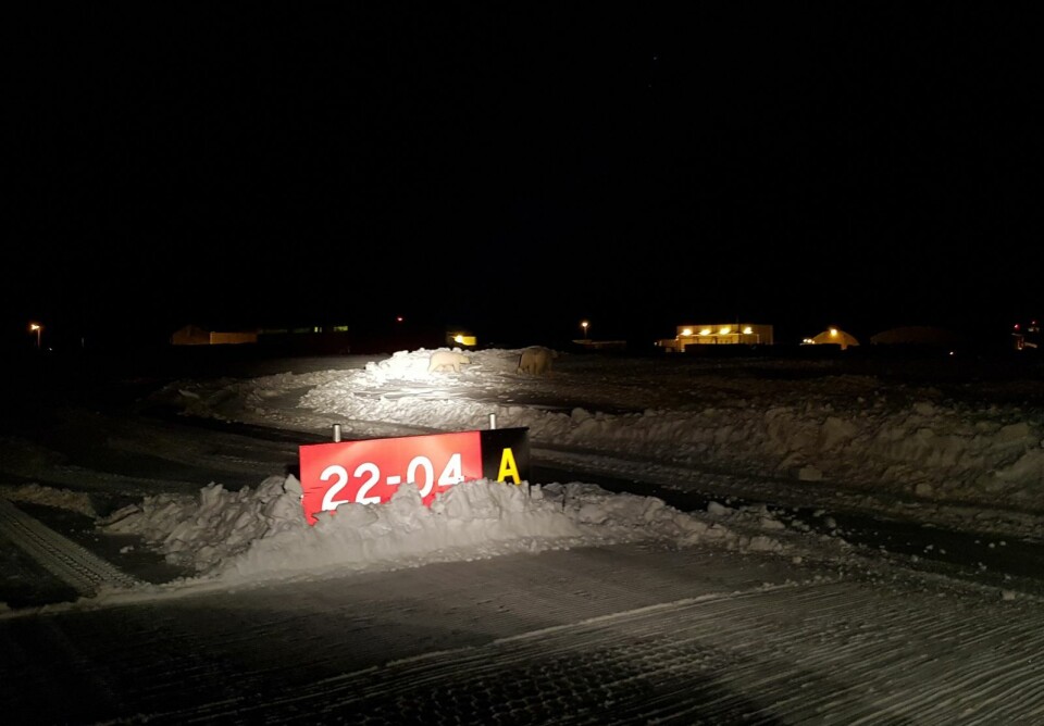 Bjørnene var inne på flyplassområdet i Svea.
