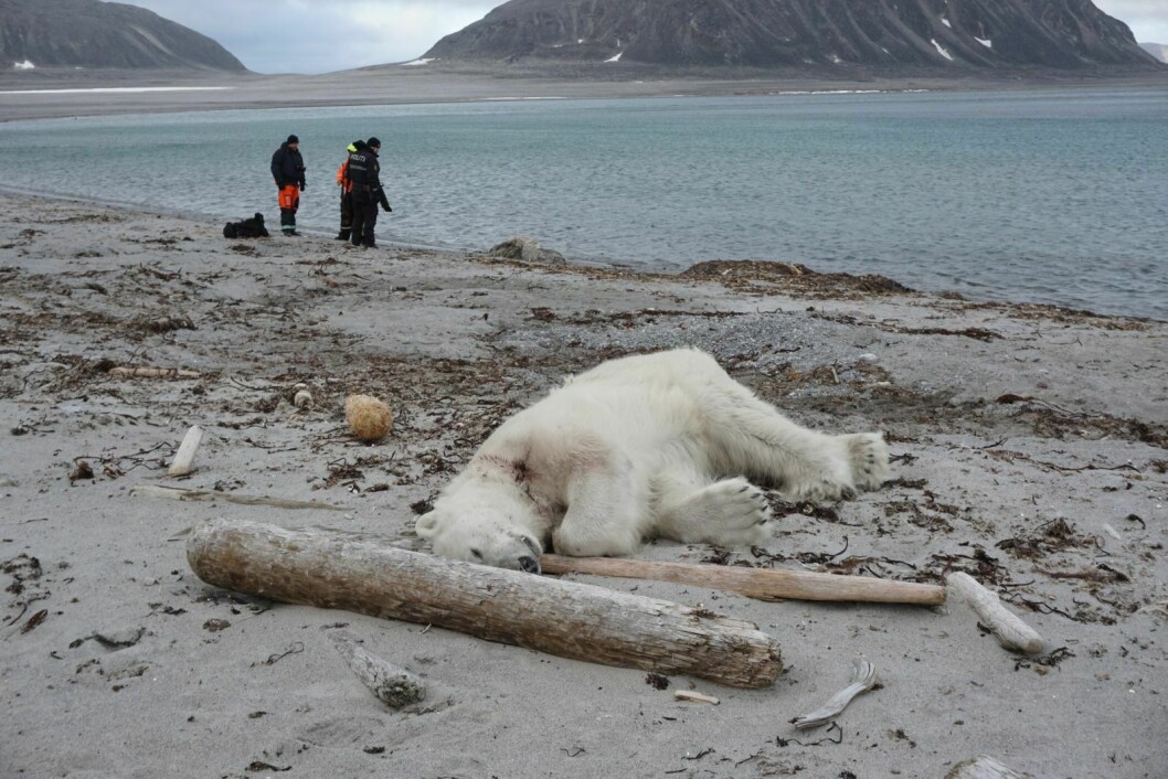 Denne isbjørnen skadet en mann på Sjuøyane lørdag og ble avlivet.