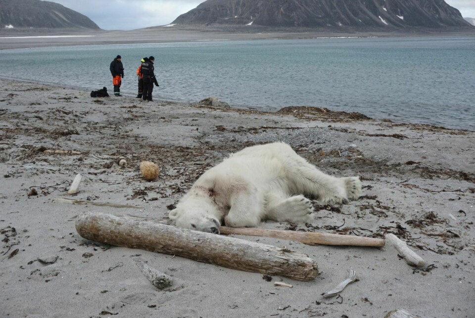SKUTT: En cruisevakt ble angrepet av en isbjørn da de gikk i land helt nord på Svalbard. Isbjørnen ble skutt.
