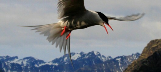 Hver vinter flyr rødnebbterna til Antarktis