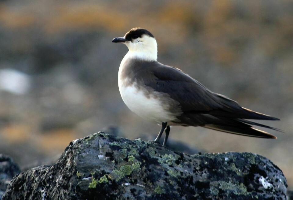 Tyvjo er blant sjøfuglene som skal sees nærmere på. Den hekker langs kysten og på tundraen både i Stillehavs- og Atlanterhavsregionen. I det østlige Atlanterhavet er det vanlig å finne den blant annet langs kysten av Norge med Svalbard.