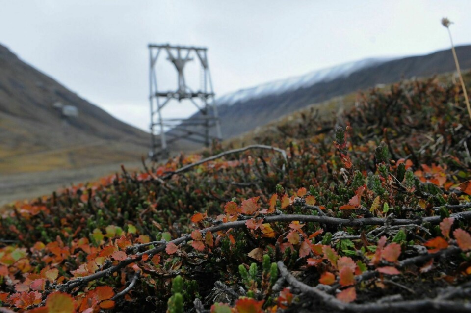 Det finnes trær på Svalbard også. Bildet er tatt Endalen  og viser de små bjørkestammene som snirkler seg fram i terrenget.