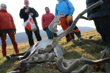 BUKK: Det var en reinsbukk som måtte bøte med livet da Anders Magne Lindseth (med pose) i Longyearbyen jeger- og fiskerforening holdt slaktedemonstrasjon.