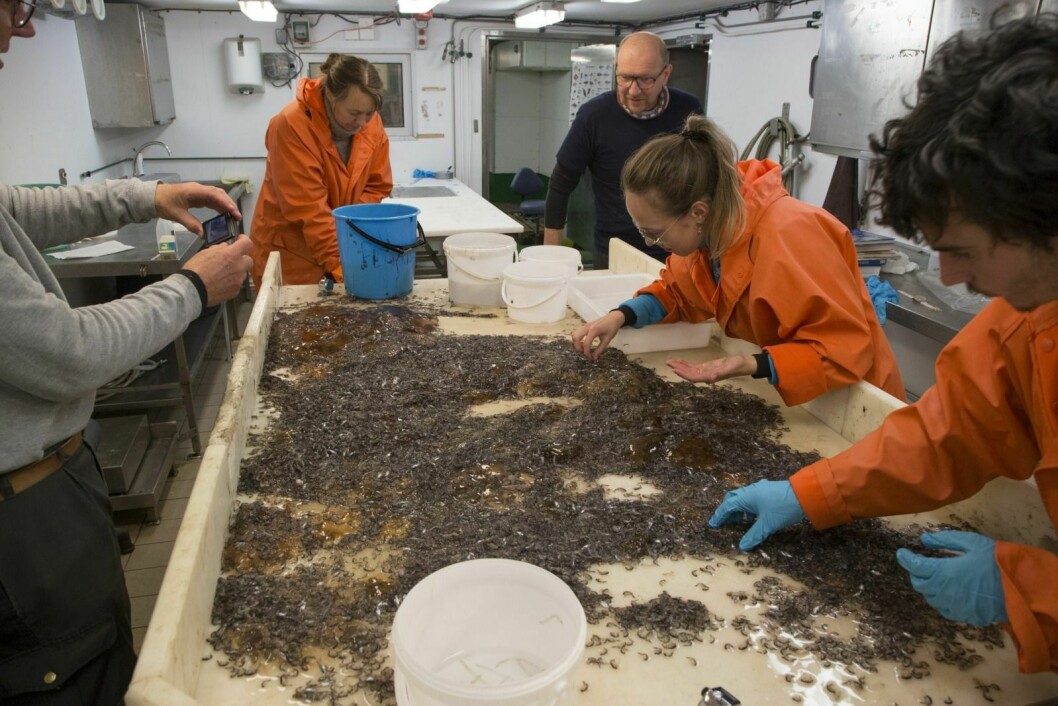 Studenter og lærere på Unis-kurset AB 320 sorterer fangst fra flytetrål i Rijpfjorden. Mer enn 95 prosent av fangsten er svartåte.