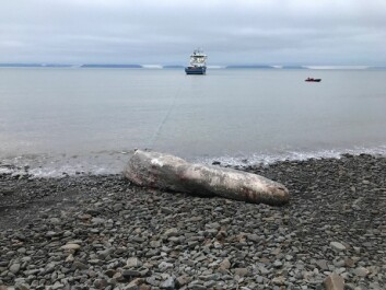 Sysselmannen har fjernet kadaveret i Bjørndalen. Polarsyssel tauet det vekk mandag kveld. Sysselmannen har fjernet kadaveret i Bjørndalen. Polarsyssel tauet det vekk mandag kveld.