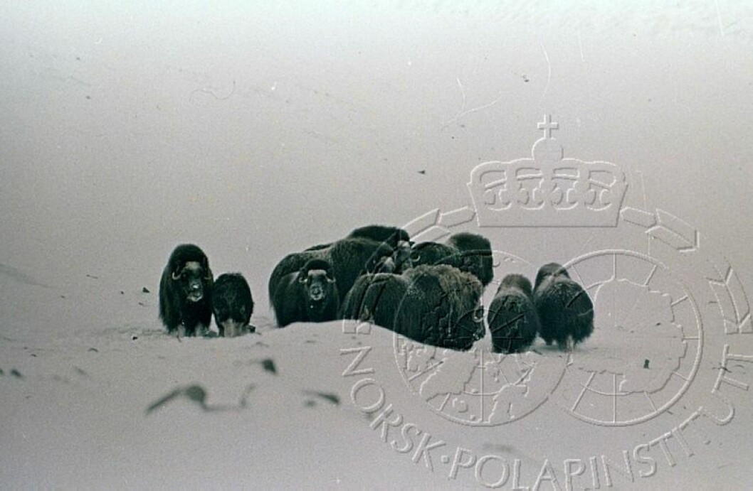 Sjekk ut flere bilder på:https://bildearkiv.npolar.no/fotoweb/ Sjekk ut flere bilder på:https://bildearkiv.npolar.no/fotoweb/