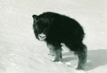 Flere bilder på:<br/><a class="nf-o-link" href="http://svalbardmuseum.no/no/samlingene/fotosamling/" target="_blank">http://svalbardmuseum.no/no/samlingene/fotosamling/</a> Flere bilder på:<br/><a class="nf-o-link" href="http://svalbardmuseum.no/no/samlingene/fotosamling/" target="_blank">http://svalbardmuseum.no/no/samlingene/fotosamling/</a>