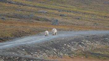 Binna og de to ungene ruslet i eget tempo utover Bjørndalen. Her synes bare den ene av ungene. Binna og de to ungene ruslet i eget tempo utover Bjørndalen. Her synes bare den ene av ungene.