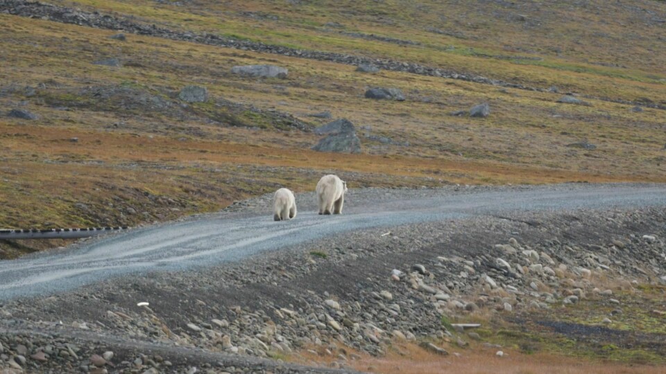 Binna og de to ungene ruslet i eget tempo utover Bjørndalen. Her synes bare den ene av ungene.