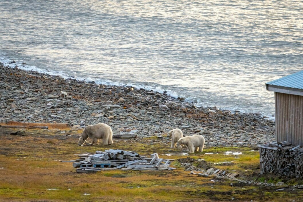 Dette bildet av de tre isbjørnene ble tatt mandag kveld.
